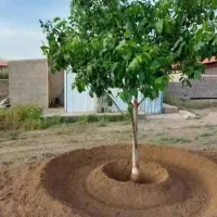 سمپاشی منازل .خدمات باغبانی و ویزیت وسمپاشی