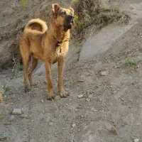 سگ سرابی گمشده|حیوانات|خواجه, |دیوار