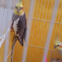 عروس هلندی نر ماده