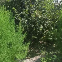 اجاره باغ گردو