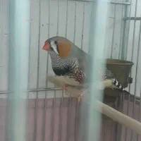فنچ کینگ نر اماده مست