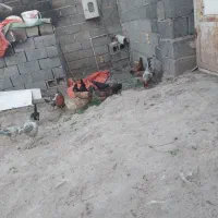 مرغ و نیمچه
