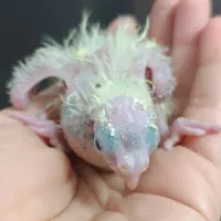 جوجه عروس هلندی فقط همین رنگ موجوده