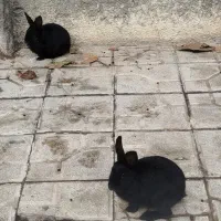 دو عدد خرگوش