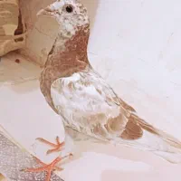 کبوتر