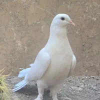کبوتر تزئینی دم چتری پرپا|پرنده|قم, پردیسان|دیوار
