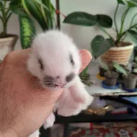 زیبا ترین نژاد بچه خرگوش نژاد ترکیبی لاین هد و لوپ|موش و خرگوش|چالوس, |دیوار