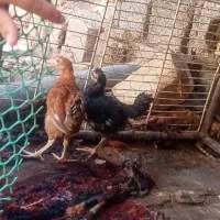 جوجه