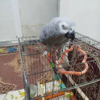 طوطی کاسکو|پرنده|اهواز, کوی مهدیس|دیوار