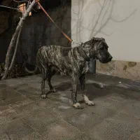 سگ ماده سراب افغان اصیل یک ساله نگهبان