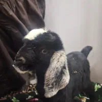 بزغاله شیری