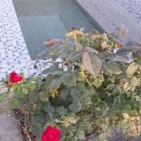 زمین-باغی-گاوخانه