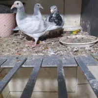 سورور