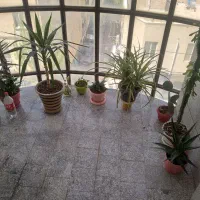 گلهای آپارتمانی  کاملا سالم وسرحال