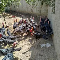 فروشی|حیوانات مزرعه|همدان, |دیوار