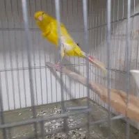 قناری رسمی بلند