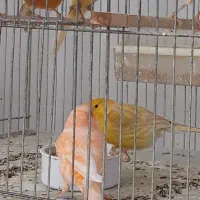 فروش قناری جفت وتک|پرنده|حمیدیا, |دیوار