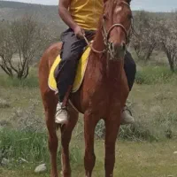 فروش اسب|اسب و تجهیزات اسب‌سواری|ارسنجان, |دیوار