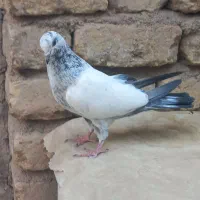 جوجه کبوتر|پرنده|قم, چهل درخت‎|دیوار