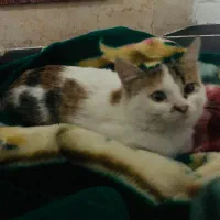 واگذاری رایگان