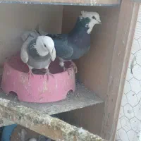 کبوتر شازده نروماده