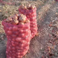 پیاز خوب|خوردنی و آشامیدنی|بجنورد, |دیوار