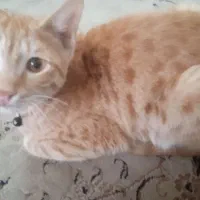 واگذاری گربه