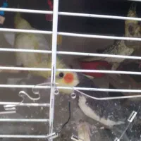 عروس هلندی جفت نر سخنگو|پرنده|پلدختر, |دیوار