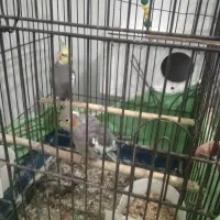 عروس هلندی جفت|پرنده|فشاپویه, |دیوار