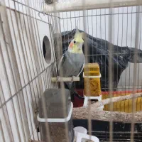 عروس هلندی مولد دستی|پرنده|قم, نخودی|دیوار