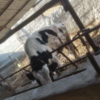 دو راس گوساله نر|حیوانات مزرعه|مرودشت, محمد آباد|دیوار