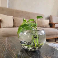 تنگ ماهی بتا(فایتر)|ماهی|مشهد, کوثر|دیوار