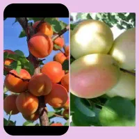 تک دانه مشهد، البالو درخت ، نهال نهالستان در مشهد|خدمات باغبانی و درختکاری|میاندوآب, |دیوار