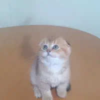 سرپرستی اسکاتیش بریتیش|گربه|بوشهر, |دیوار