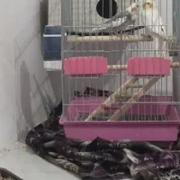 عروس هلندی|پرنده|اسفرورین, |دیوار