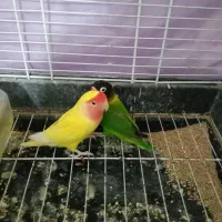 طوطی برزیلی|پرنده|خاش, |دیوار