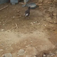 یک عدد بوقلمون نر