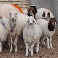 گوسفند زنده برای قربانی و ذبح بدون واسطه کف قیمت