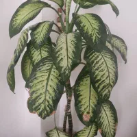 گل دیفن باخیا