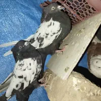 کفتر نر و ماده