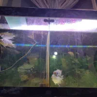 اکواریوم و ماهی فلاور|ماهی|تهران, زهتابی|دیوار