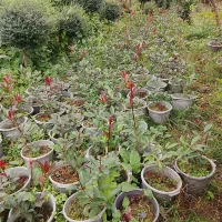 فوتونیا|گل و گیاه طبیعی|املش, |دیوار