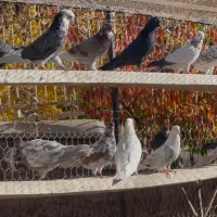 کفتر باخت رفته