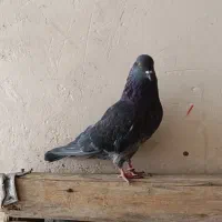 کبوتر|پرنده|نقده, |دیوار