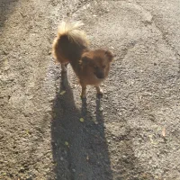 سگ پامر روباهی