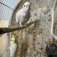 فروش عروس هلندی