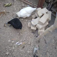 مرغ جوان وجوجه گوشتی