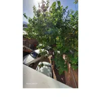 اجاره سوئیت همراه پارکینگ وپاسخگو۲۴ ساعته|اجارهٔ کوتاه‌مدت آپارتمان و سوئیت|آزادشهر, |دیوار