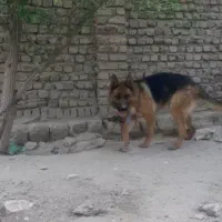 سگ ژرمن|حیوانات|بروجرد, |دیوار