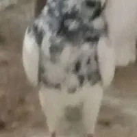 حیوانات کفتر